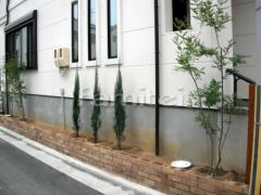 植木 コニファースカイロケット 常緑樹シマトネリコ
